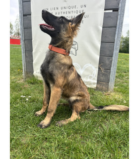 Collier Colorwaves pour chien – TPU résistant et souple