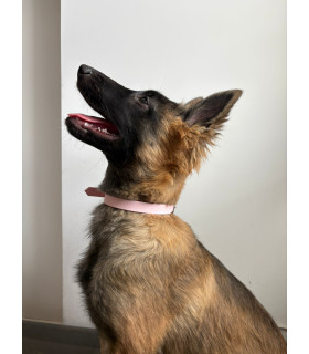 Collier Colorwaves pour chien – TPU résistant et souple