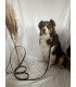 Laisse chien Multi Double Couleurs 16 mm | Polyvalente et résistante