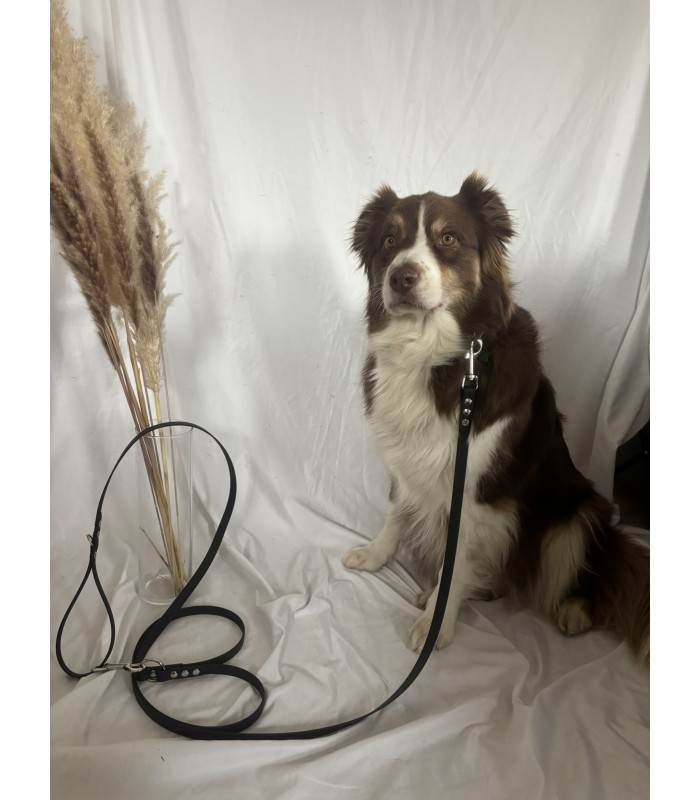 Laisse chien Multi Double Couleurs 16 mm | Polyvalente et résistante