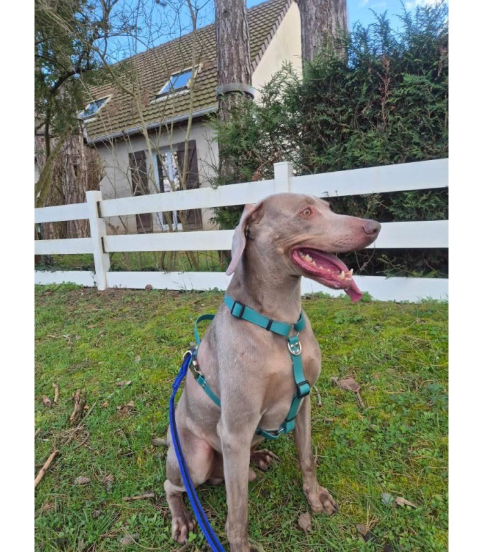 Harnais chien 25 mm | Confortable et ajustable grands chiens