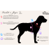 Harnais chien 25 mm | Confortable et ajustable grands chiens