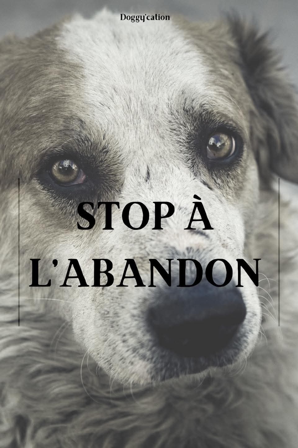 L’adoption d’un chien : un ENGAGEMENT , pas un CAPRICE.