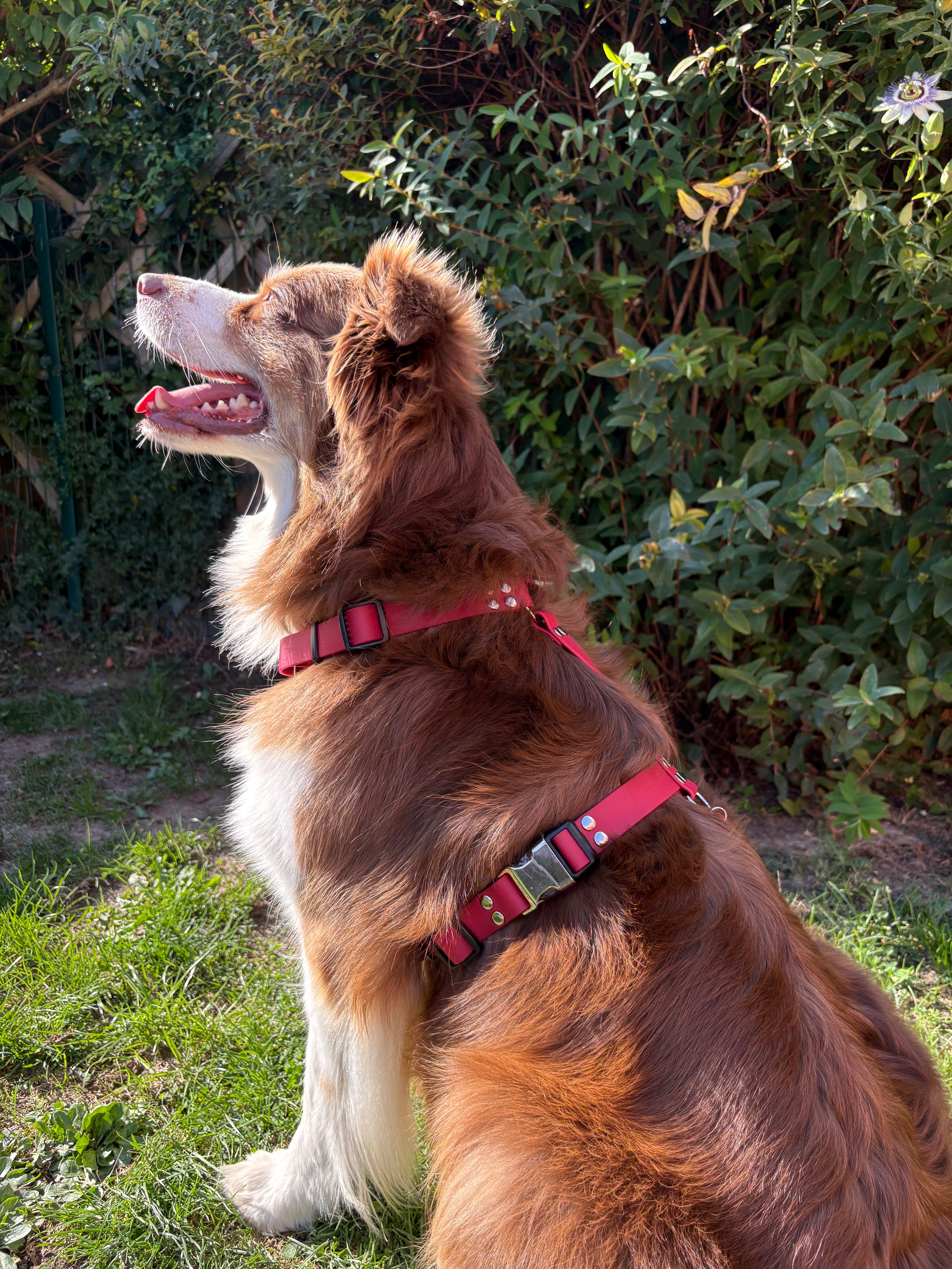 Les Harnais 25MM 🐕