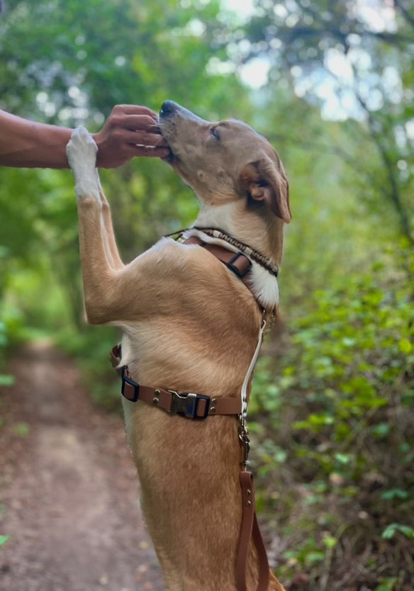 Harnais double couleurs 25 MM