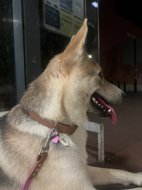 Collier Adventure 25 MM