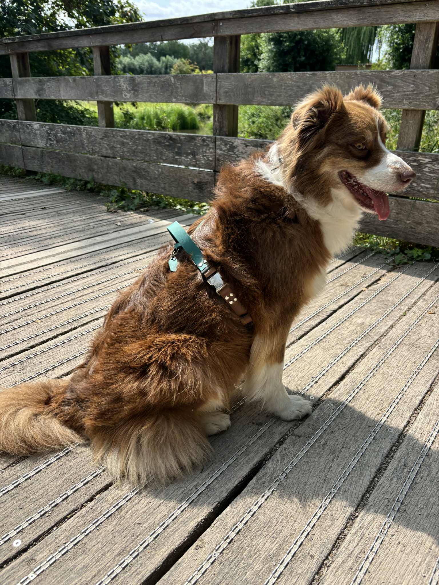 Harnais double couleurs 25 MM