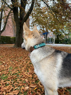 Collier Natural avec poignée rétractable Vert chasseur et marron  25MM