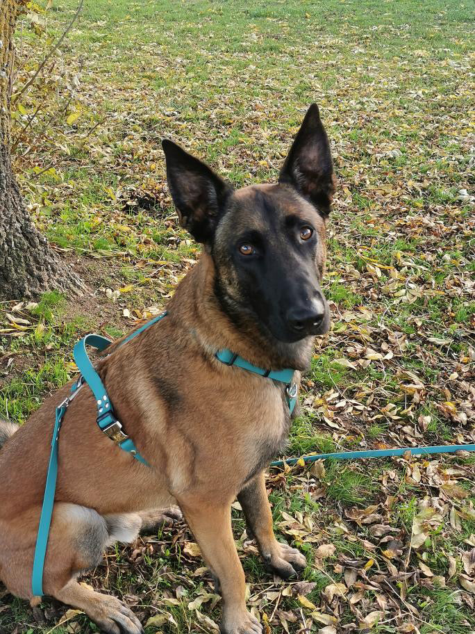 Harnais Vert chasseur 16MM