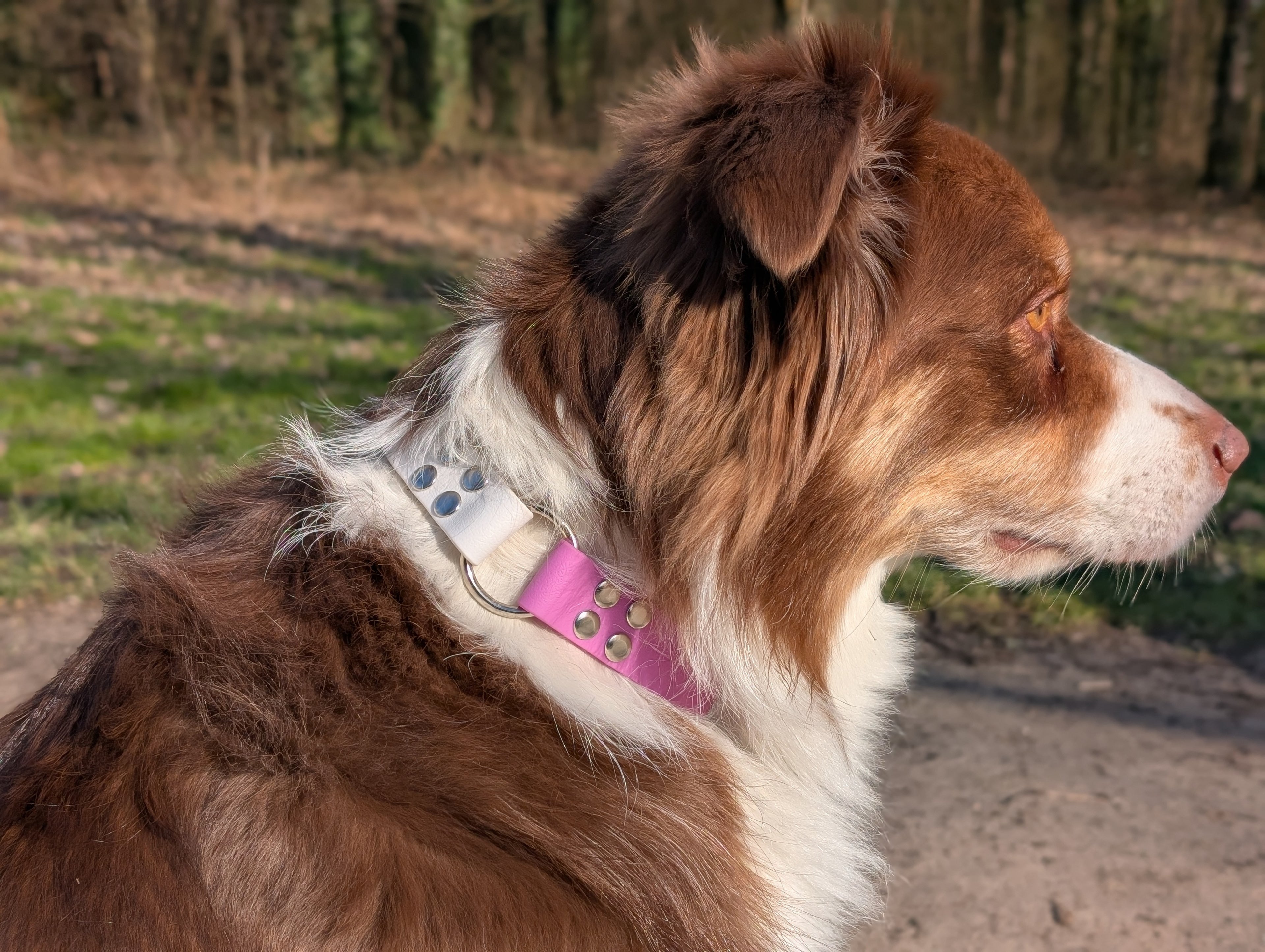 Collier Adventure 25 MM