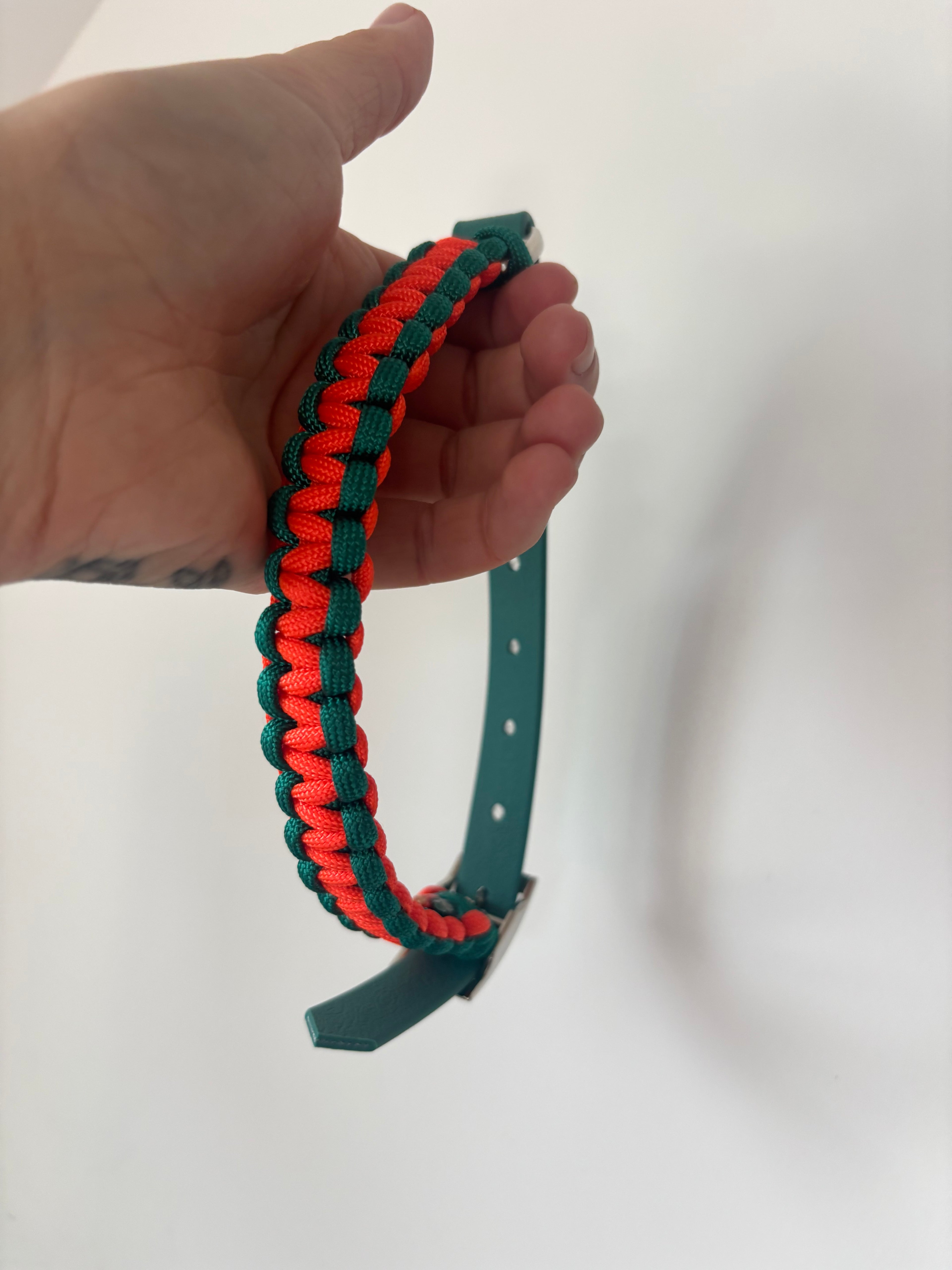 Collier seaweed (29-37cm)
