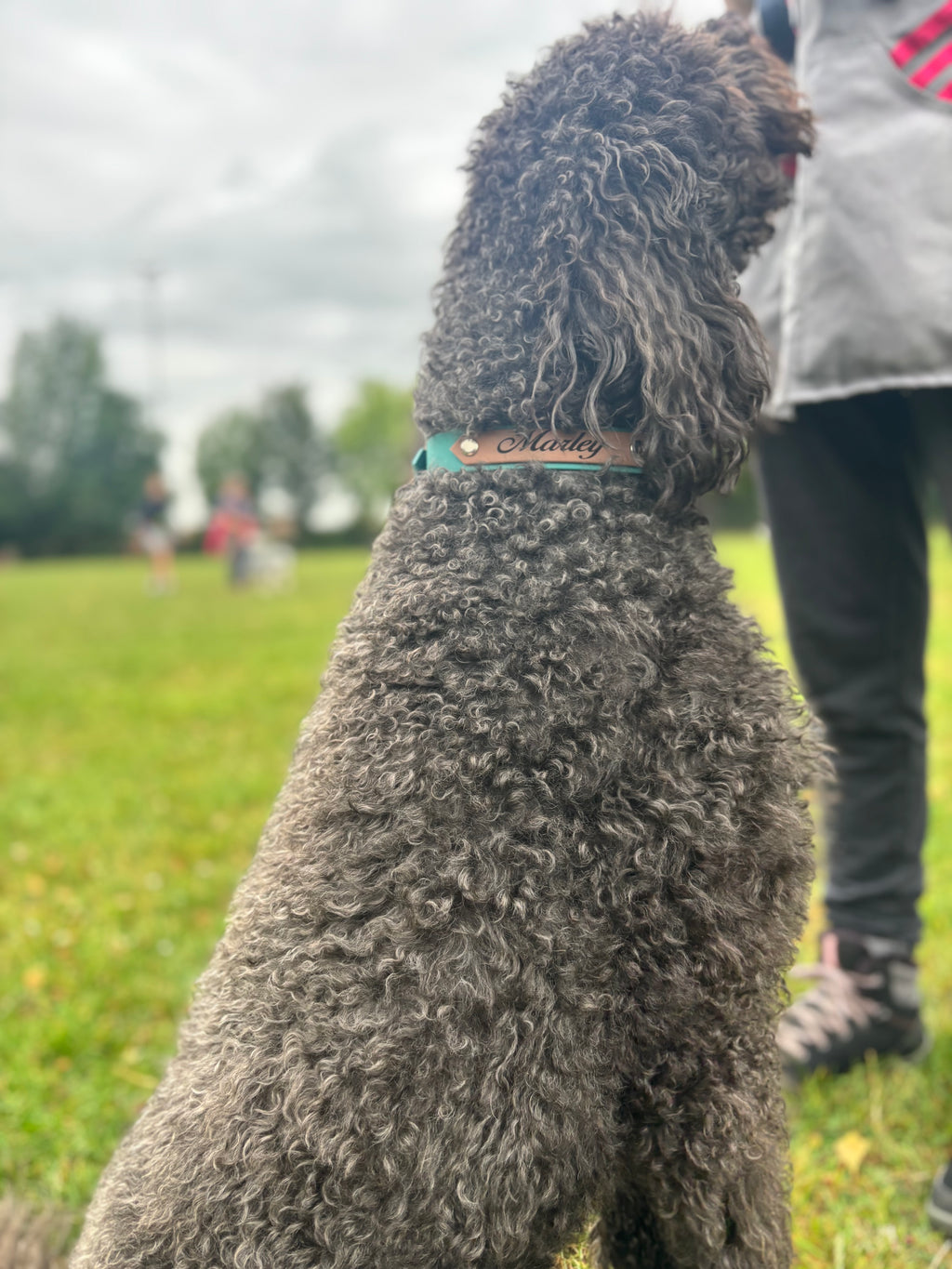 Collier Sweetie – Personnalisable avec le prénom de votre chien 25MM