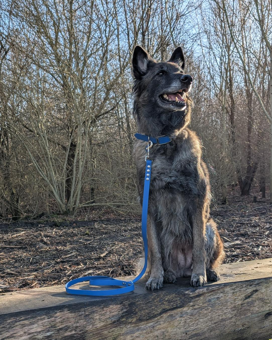 Joyce avec collier et laisse