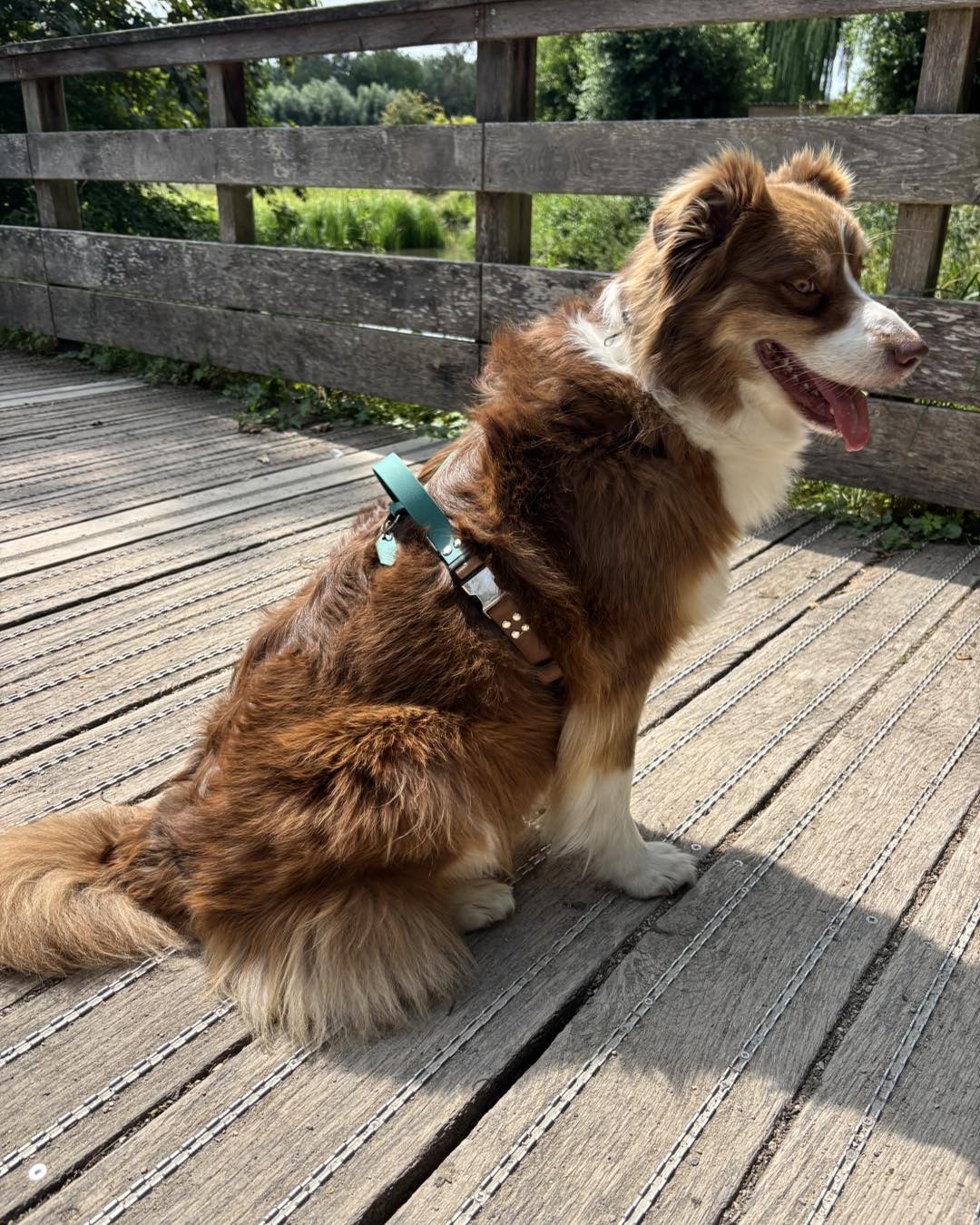 Scarlett avec harnais sur mesure